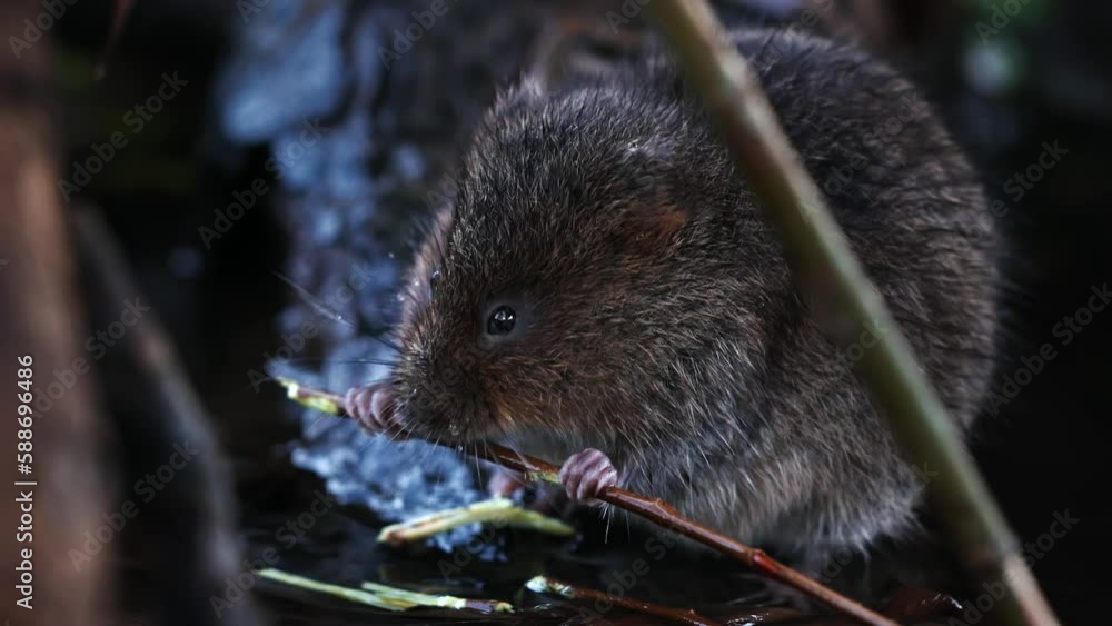 Closeup of a cute European water vole eating in a garden Closeup of a cute European water vole eating in a garden