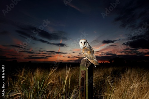 Fototapeta Naklejka Na Ścianę i Meble -  Beautiful view of a Barn owl in the field during sunset
