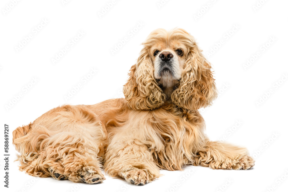 Cute American Cocker Spaniel lying on a white background. Cute American Cocker Spaniel lying on a white background.