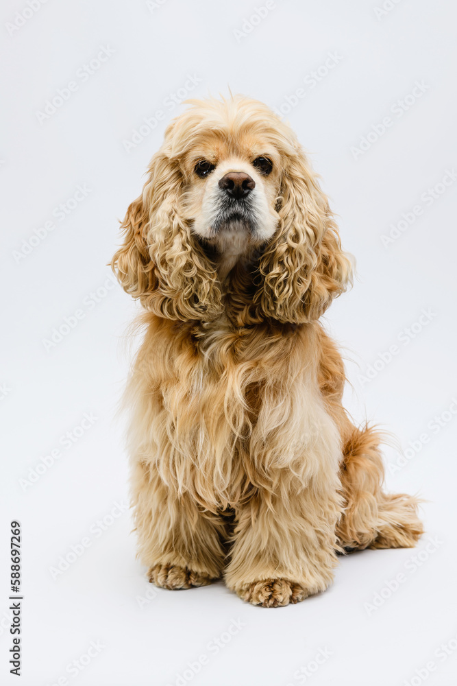 Cute fluffy American Cocker Spaniel sits on a white background.