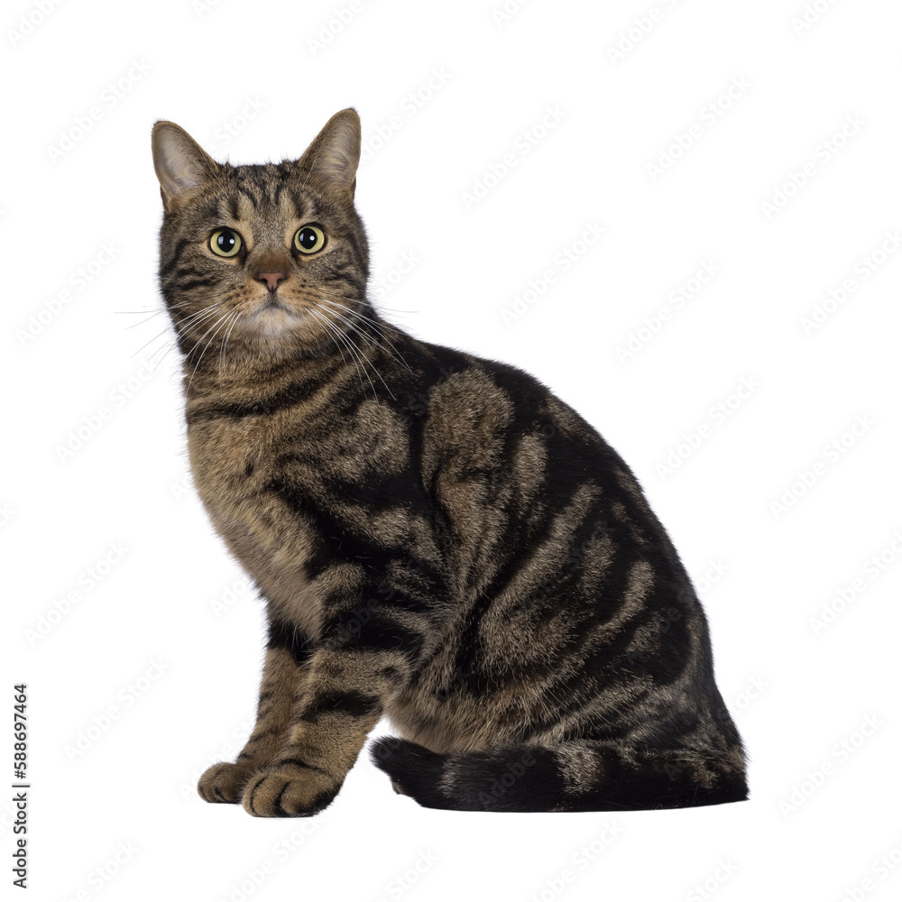 Handsome pedigreed European Shorthair cat, sitting up side ways. Looking towards camera. Isolated cutout on a transparent background.