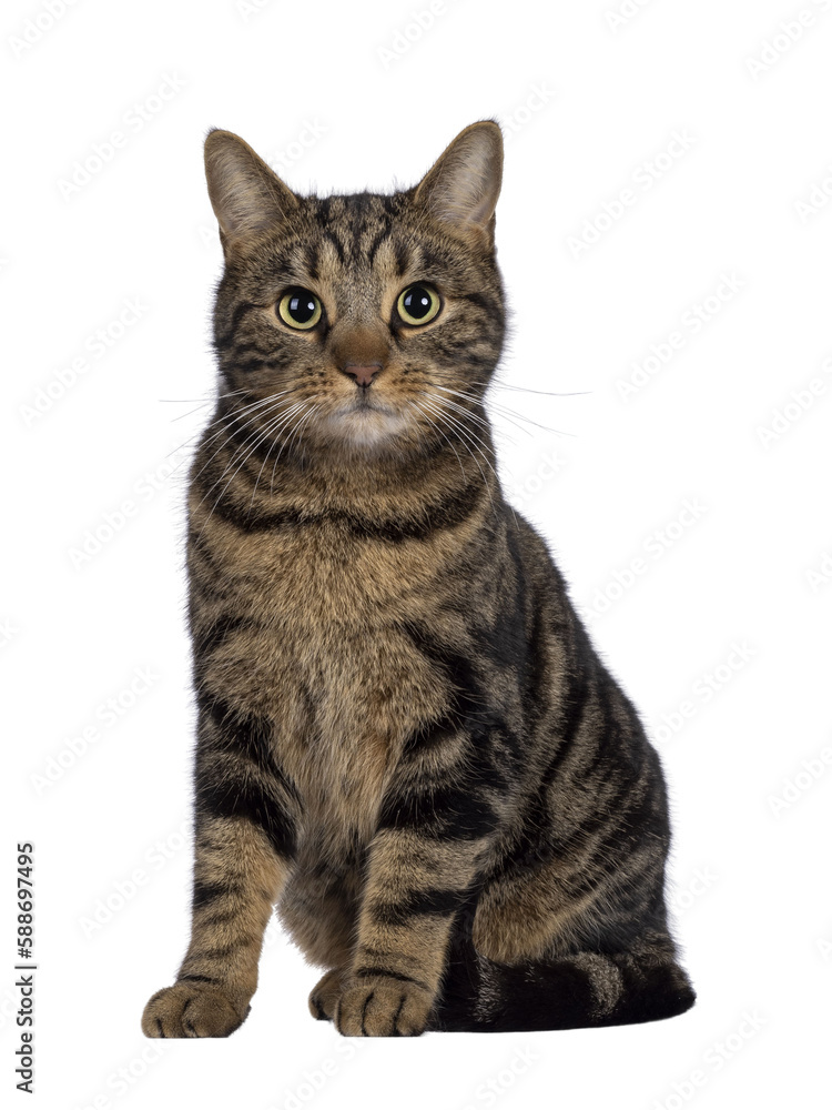 Handsome pedigreed European Shorthair cat, sitting up facing front. Looking towards camera. Isolated cutout on a transparent background.
