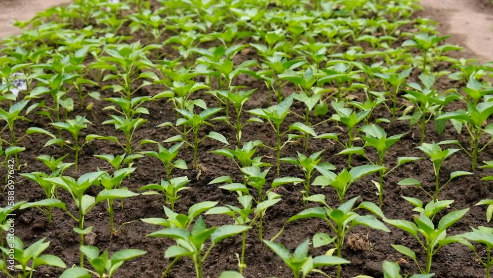 Pepper seedlings grow in the garden. Selective focus.