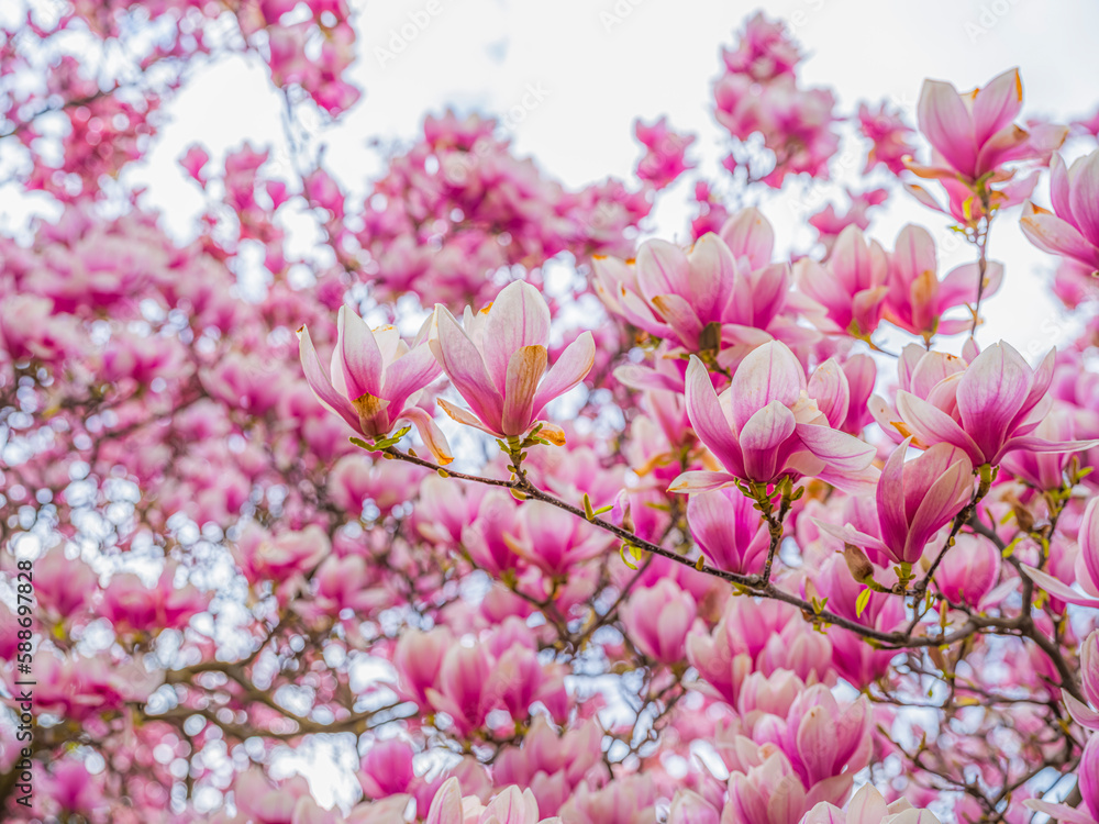 magnolia tree blooming. pink flowers