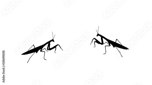 Two praying mantis, animation on the white background (seamless loop)
