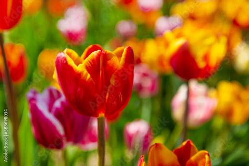 A stunning and colorful field of  Tulipa gesneriana  tulips  perfect for adding a vibrant and eye-catching touch to any design project.