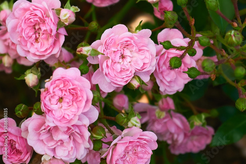A mass of small pink double flowers and green buds of the polyantha rose The Fairy or Feerie  Perle Rose in the garden