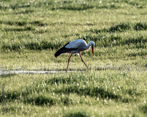Storch Osnabrück auf Wiese bei der Nahrungssuche