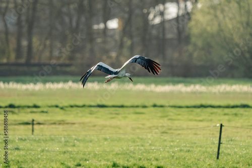 Storch Osnabrück auf Wiese bei der Nahrungssuche