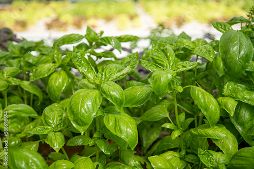 Coltivazione di basilico ligure, in Italia