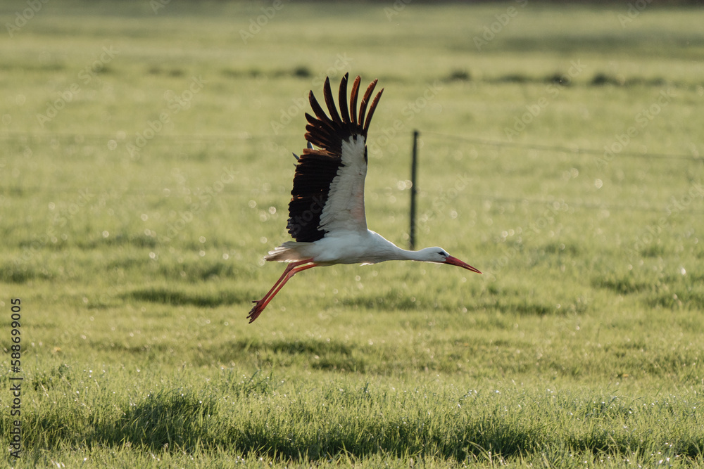 Naklejka premium Storch Osnabrück im Flug Natur Tier Fotografie