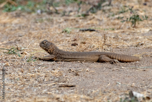 Saara hardwickii or the Indian spiny-tailed lizard, observed near Nalsarovar
