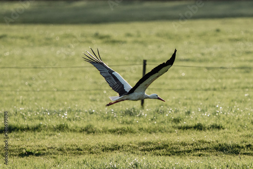 Storch Osnabrück im Flug Natur Tier Fotografie