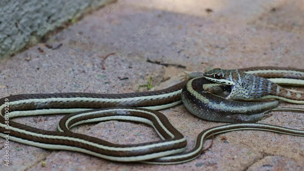 Western Yellow-bellied sand snake feeding on a Striped Skink Western Yellow-bellied sand snake feeding on a Striped Skink