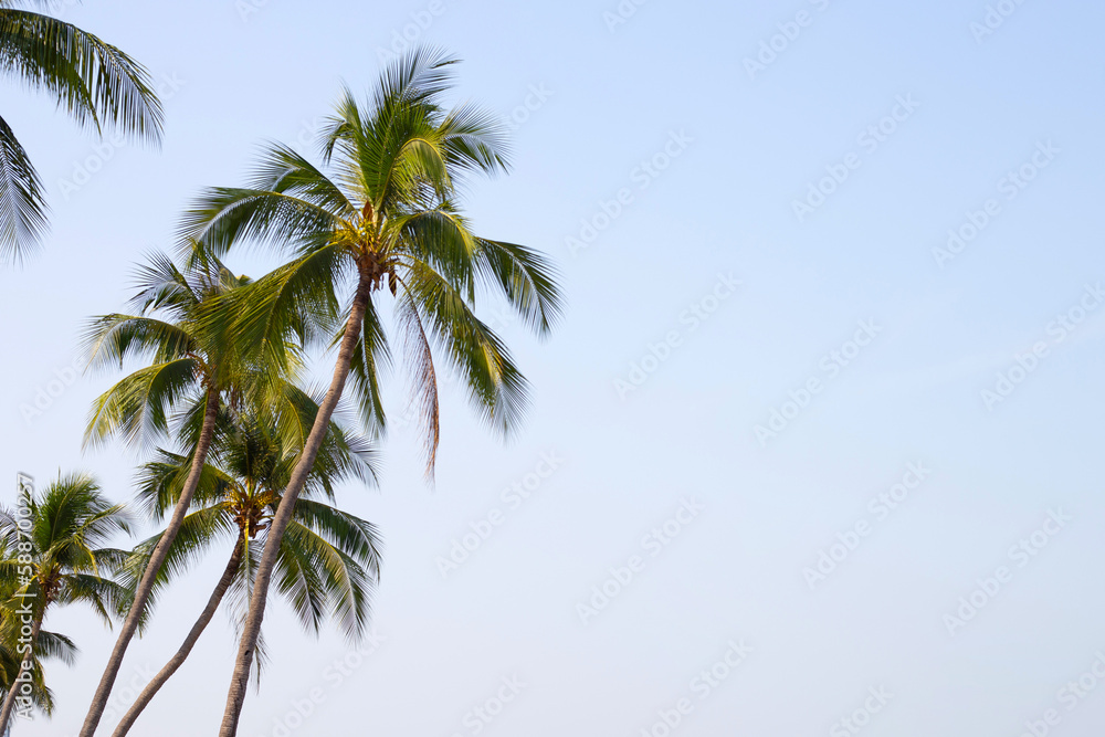 Coconut palm trees with blue sky Coconut palm trees with blue sky