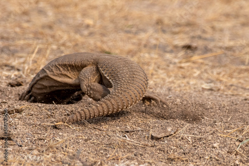 Saara hardwickii or the Indian spiny-tailed lizard, observed near Nalsarovar © Mihir Joshi