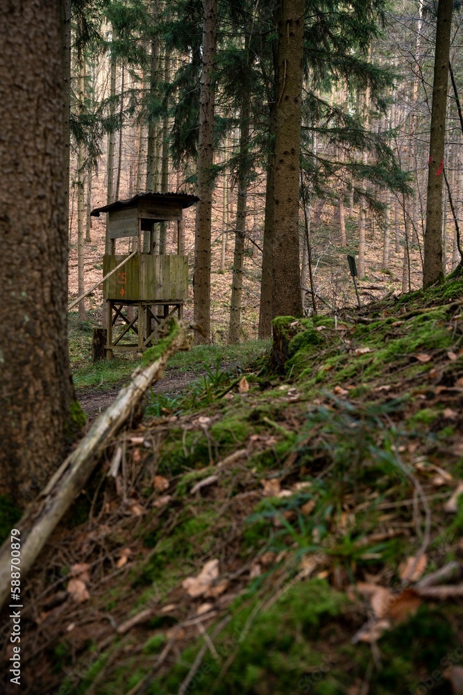Vertical shot of a beautiful autumn forest in Baden-Wurtemberg, Germany Vertical shot of a beautiful autumn forest in Baden-Wurtemberg, Germany