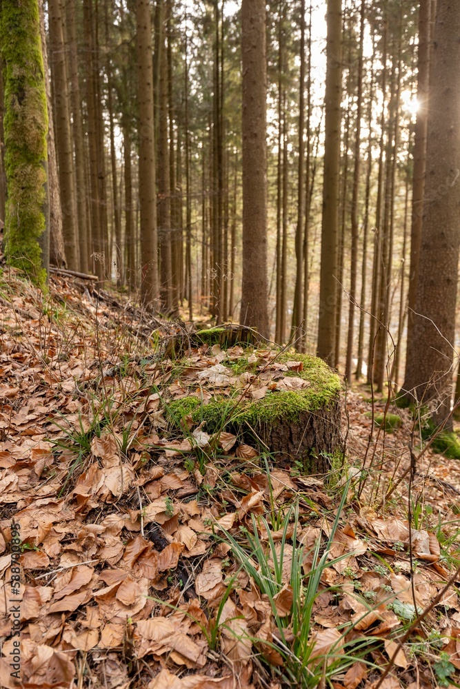 Vertical shot of the sun shining in a beautiful autumn forest in Baden-Wurtemberg, Germany Vertical shot of the sun shining in a beautiful autumn forest in Baden-Wurtemberg, Germany