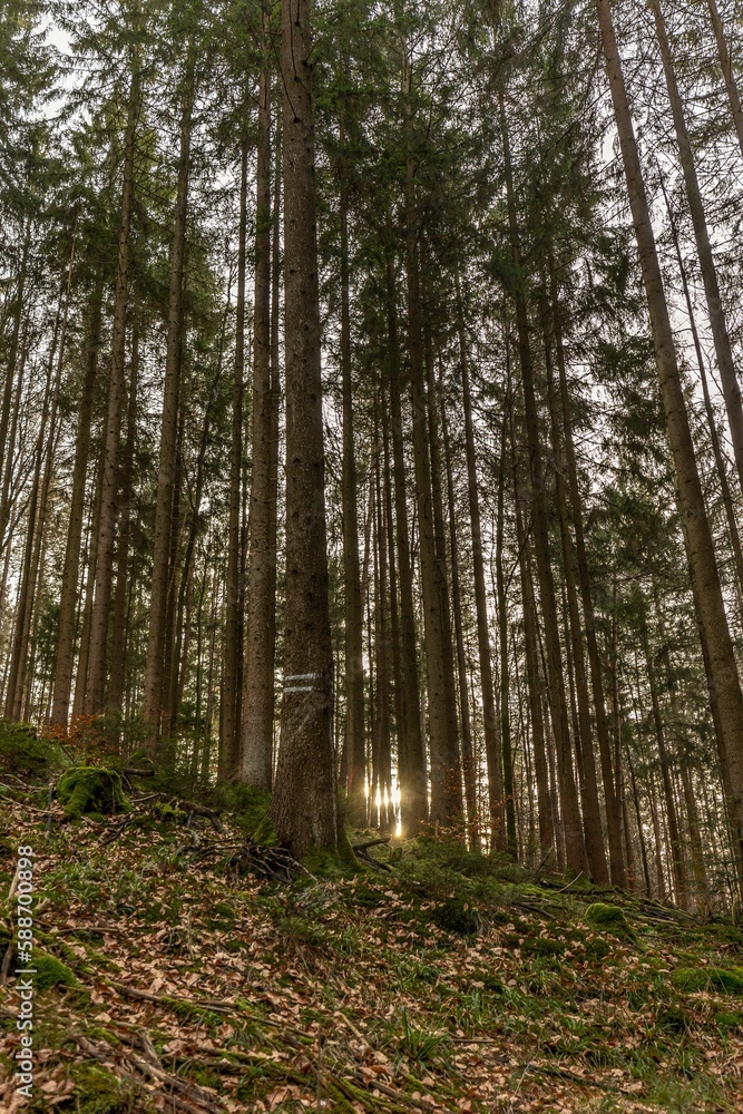 Fototapeta premium Vertical shot of a beautiful autumn forest in Baden-Wurtemberg, Germany
