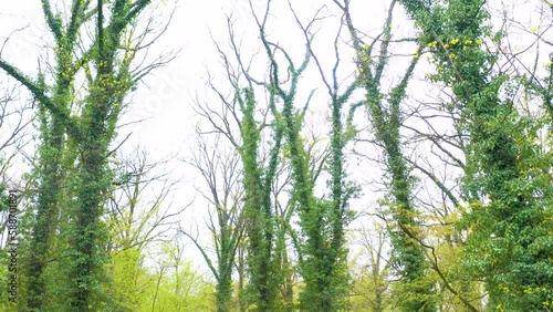 Tree branches in the rainforest. Ivy vines surrounding the tree up to the top. Laine in the trees. the beauty and wildness of the forest seen through the lens of a drone sneaking through tree branches photo