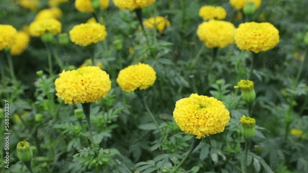 Beautiful marigold yellow flower with full blooming marigold in the garden Beautiful marigold yellow flower with full blooming marigold in the garden