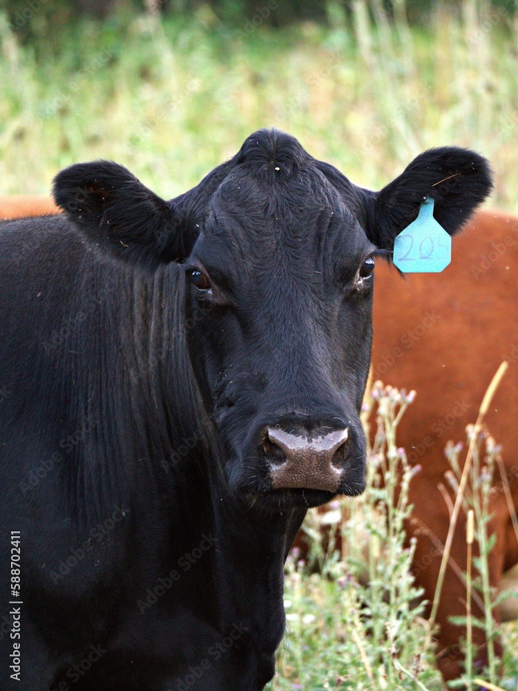 Vertical portrait of a black cow grazing in a field with its herd