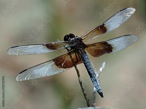Macro shot of a dragonfly perched on a tree branch © Tactisquatch/Wirestock Creators
