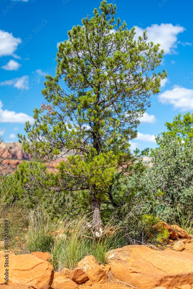 Fototapeta premium Vertical shot of Pinus hartwegii growing on rocks in a mountainous landscape