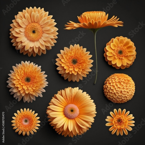 A collection of yellow and orange daisy flower heads isolated against a flat background,