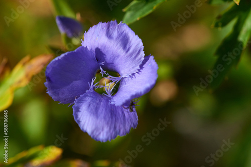 Blüte des Gewöhnlichen Fransenenzian (Gentianopsis ciliata, früher Gentiana ciliata)	 photo