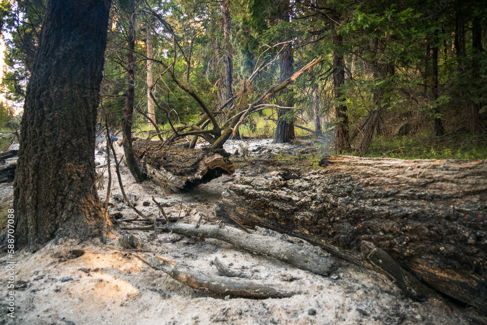 Wildfire at Sequoia National Park Wildfire at Sequoia National Park