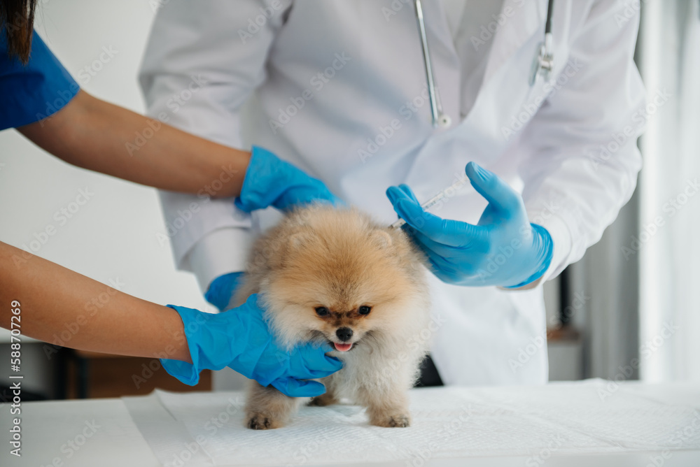 Veterinarian doctor and Pomeranian puppy in veterinary clinic. Veterinarian doctor and Pomeranian puppy in veterinary clinic.