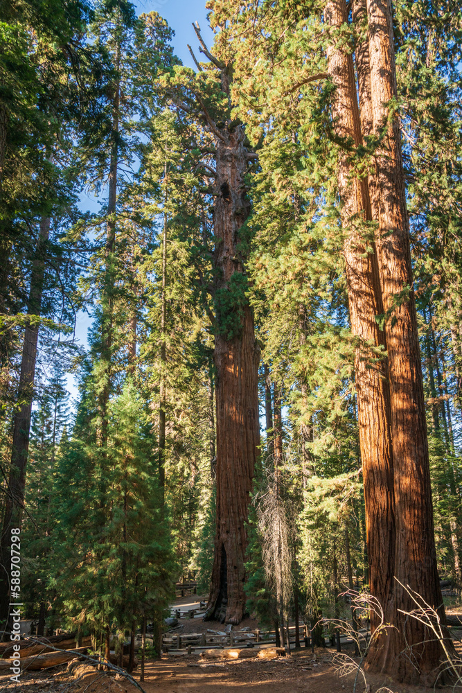 Trees in the Summer Sunlight, Sequoia National Park Trees in the Summer Sunlight, Sequoia National Park