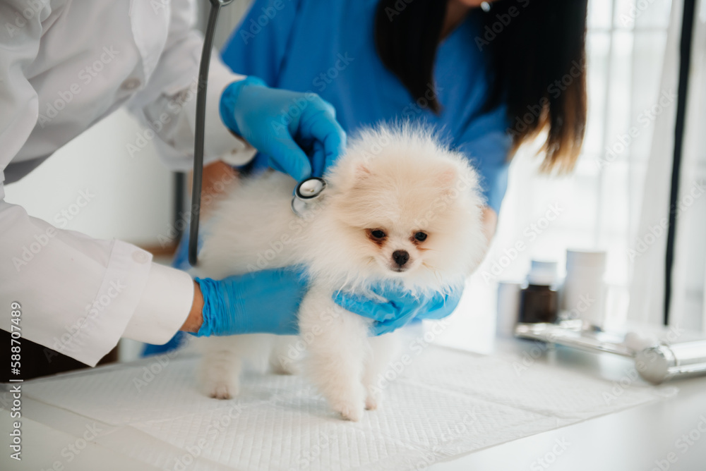Veterinarian doctor and Pomeranian puppy in veterinary clinic. Veterinarian doctor and Pomeranian puppy in veterinary clinic.