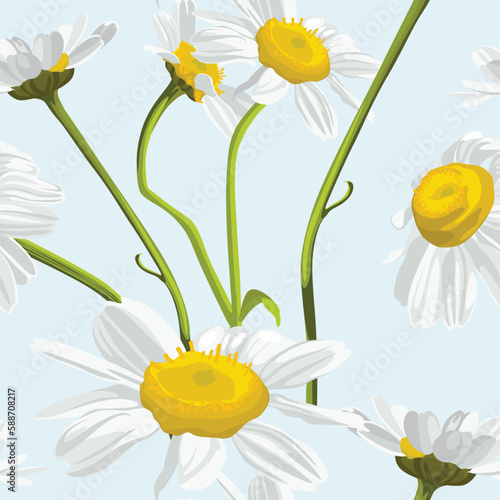 Seamless pattern with chamomile (camomile) flowers on blue background. 