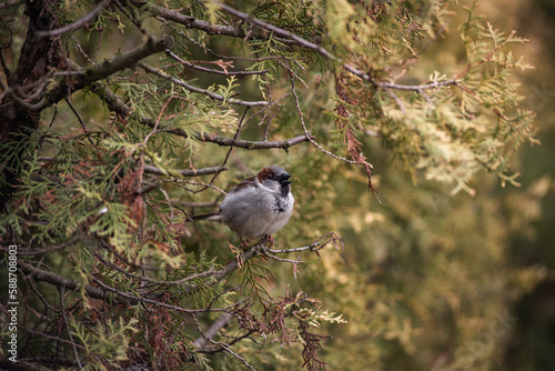 A male sparrow in a cedar bush closeup