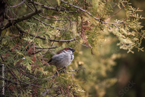 A male sparrow in a cedar bush closeup
