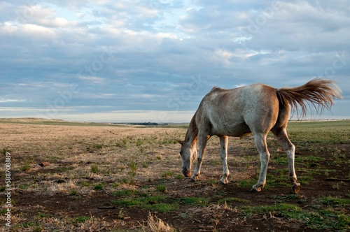 White horse eating grasses on the field