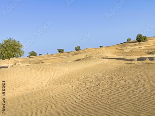 Landscape view of green trees growing on sand dunes under blue sky