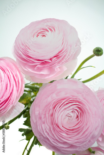 Pink Ranunculus flowers with white background © NEKOMURA