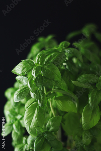 A bunch of basil in low key