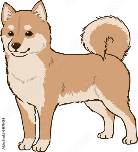 柴犬（茶柴）