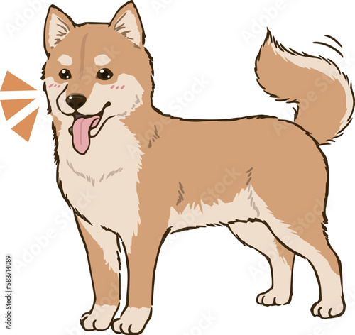 喜ぶ柴犬（茶柴）