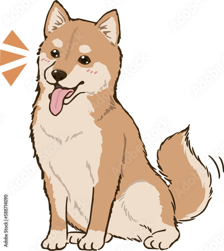 お座りして喜ぶ柴犬（茶柴）