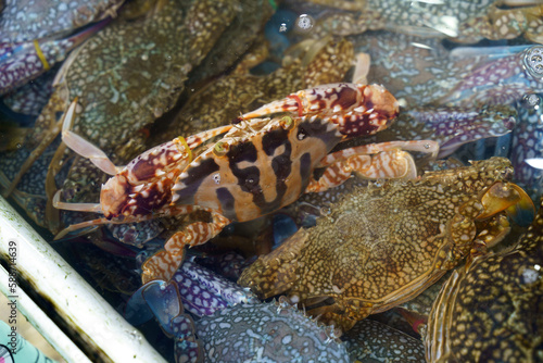 Raw red crab in the water on fish market . High quality photo