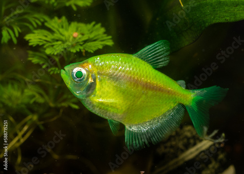 kolorowa rybka akwariowa sztucznie barwiona