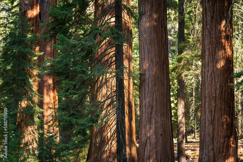 Trees in the Summer Sunlight, Sequoia National Park