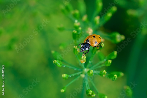 ladybug close-up, ladybug on twigs and leaves, beautiful ladybug, close up of an orange ladybug with water drops on it standing on a green leaf for contrast