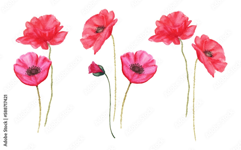 poppy flower bouquet isolated on white background