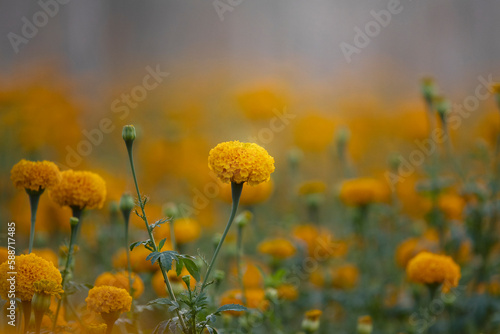 Beautiful yellow marigold flower in garden.